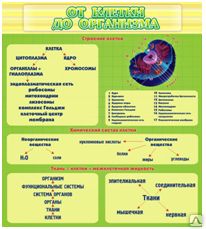 фото Стенд "От клетки до организма"