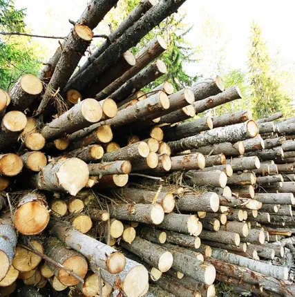 Фото №0 Осина,Береза