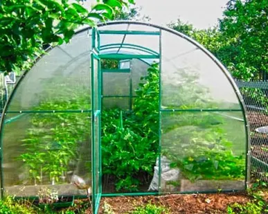 фото Теплица Помидорка 3х8 м.