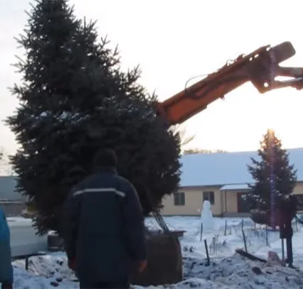 Фото №0 Перевозка деревьев