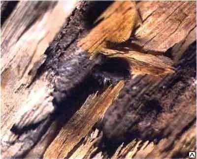 Фото №0 Уничтожение жуков древоточцев, короедов.