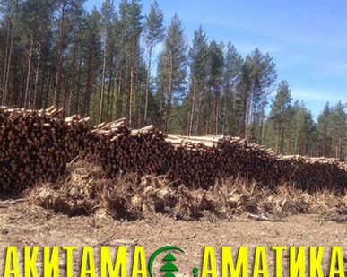 фото Дрова и технологическое сырье.