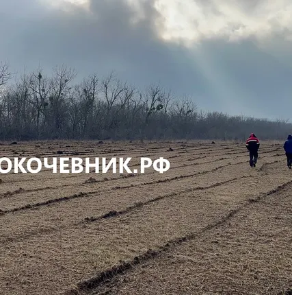 Фото №2 Расчистка территорий от деревьев, кустарников и корней
