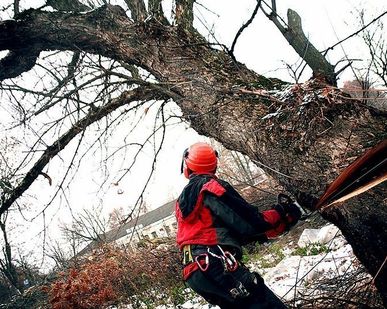 фото Спил аварийных деревьев