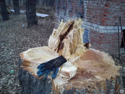 Фото №0 Спилить дерево