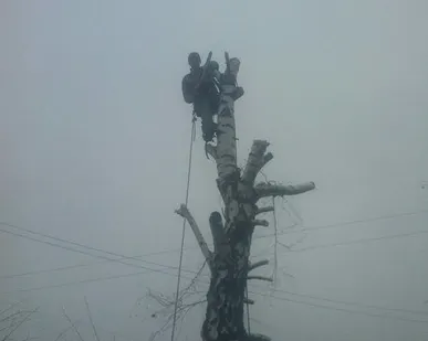 фото Спил деревьев