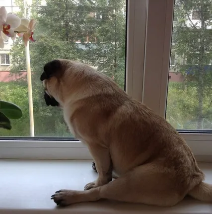 Фото №0 Установка,отделка,обшивка лоджий,балконов- от Мир Окон