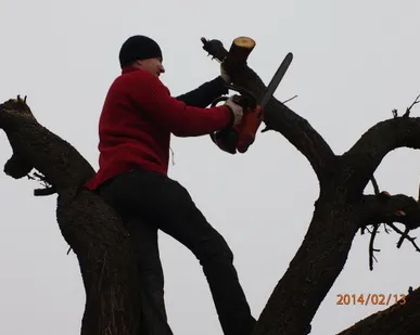 фото Спил деревьев