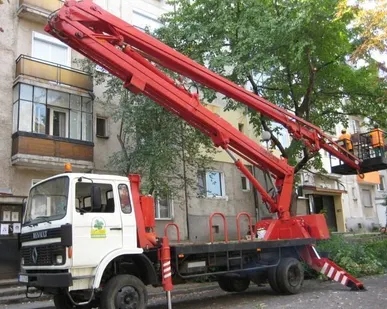 фото Спил деревьев