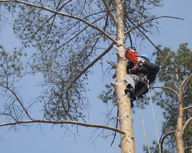 фото Спил и обрезка зелёных насаждений