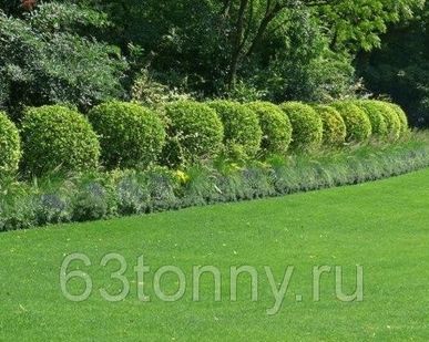 фото Стрижка газона триммером
