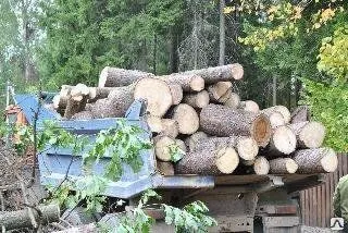 фото Вывоз спиленных деревьев