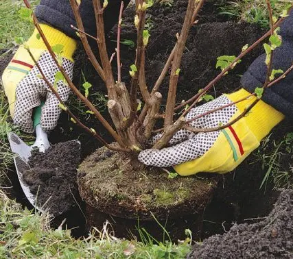 Фото №0 Посадка декоративных кустарников