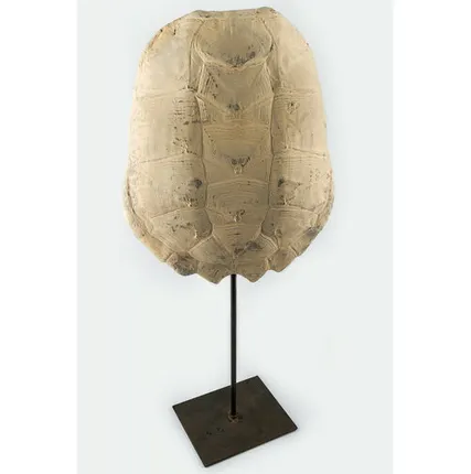 Фото №0 Фигура панцирь черепахи Shishi CF1130556