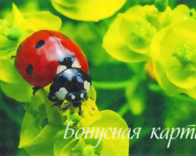 фото Бонусные карты