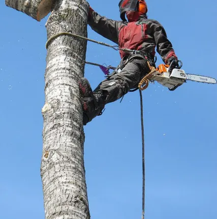 Фото №0 Валка деревьев