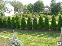 фото Посадка живой изгороди