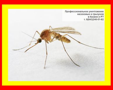 фото Дезинсекция насекомых в помещении