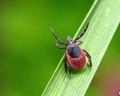 фото Дезинсекция клещей
