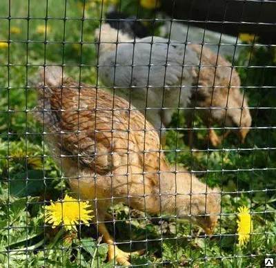 Фото №0 Сетка для птичников