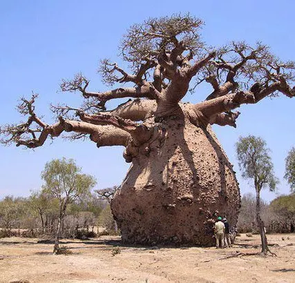 Фото №0 Услуги по спилу деревьев