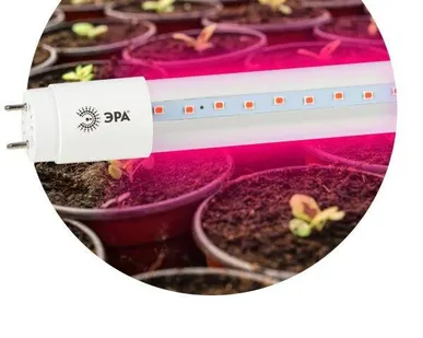 фото Лампа светодиодная для растений FITO-9W-RB-Т8-G13-NL Т8 48LED 2835 IP20 35000ч стекло красн./син. ЭРА Б0042986