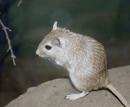 Фото №0 Дератизация от грызунов