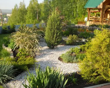 фото Посадка деревьев