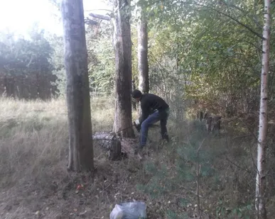 фото Спил деревьев