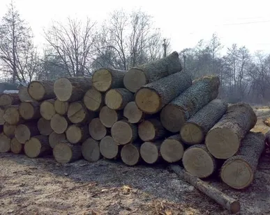 фото Пиловочник лиственница, диаметр 300-1500 мм, опт
в