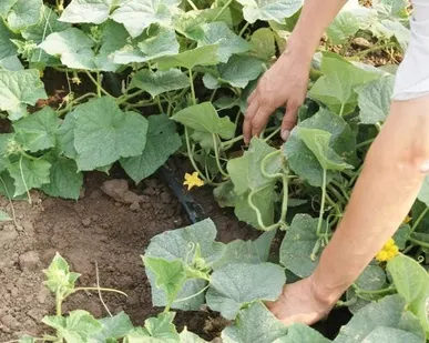 фото Капельная лента 8mil*15см*2100мп