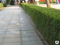 фото Посадка кустарника в живую изгородь