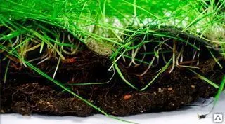 фото Биоматы