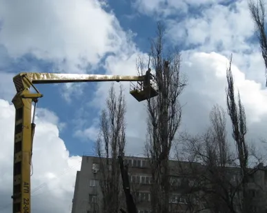 фото Обрезка деревьев зимой