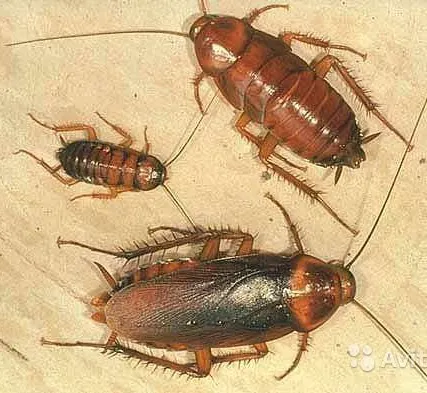 Фото №0 Обработка от тараканов