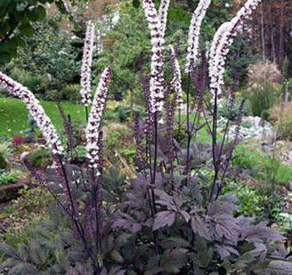 фото Клопогон (воронец) прост. Атропурпуреа, Actaea simpleх "Atropurpurea" С5-С7