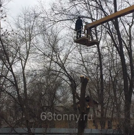 Фото №0 Обрезка деревьев