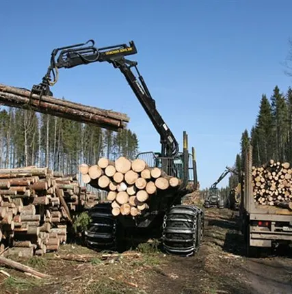 Фото №0 Кругляк Кедр