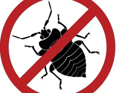 фото Дезинсекция