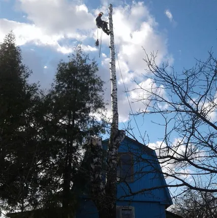 Фото №0 Спиливание деревьев