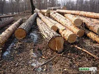 фото Лес кругляк 3/4/6м
