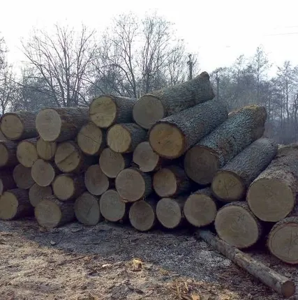 Фото №0 Лиственница пиловочник, диаметр 300-1500 мм
в