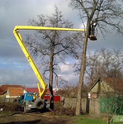 Фото №0 Спиливание (снос) дерева на дачном участке с применением альпинизма