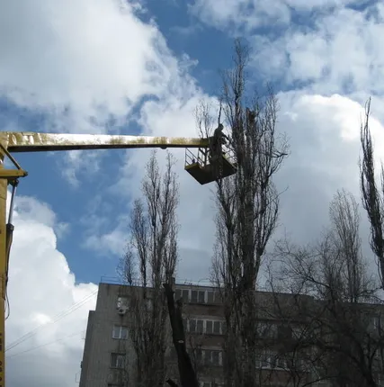 Фото №0 Обрезка деревьев зимой