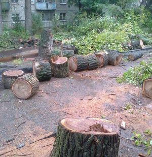 фото Спил деревьев, удаление деревьев, обрезка сада. Саратов, Энгельс, дачи.