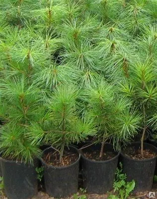 Фото №0 Посадка деревьев