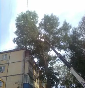 фото Спил, деревьев, уборка дач