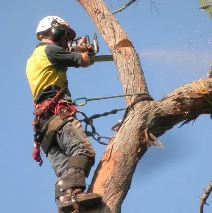Фото №0 Спил деревьев