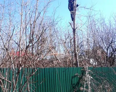 фото Валка деревьев