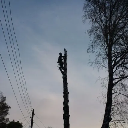 Фото №0 Спил, снос, удаление деревьев